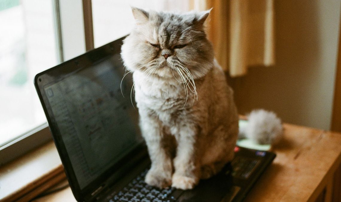 A grumpy looking cat atop a laptop.