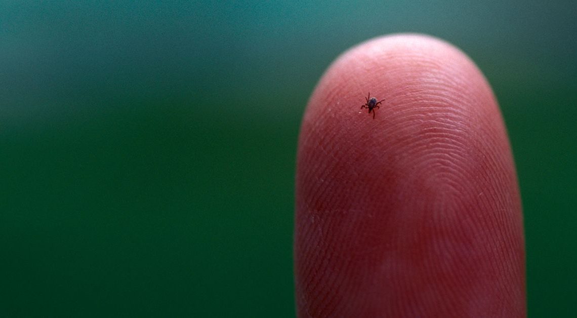 Kene sezonu bu yıl neden bu kadar kötü ve kendinizi korumak için neler yapabileceğiniz