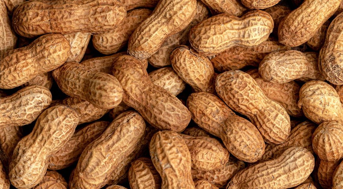 Çalışma sonuçları, yer fıstığı alerjilerinin erken uygulama kılavuzlarından sonra azaldığını gösteriyor
